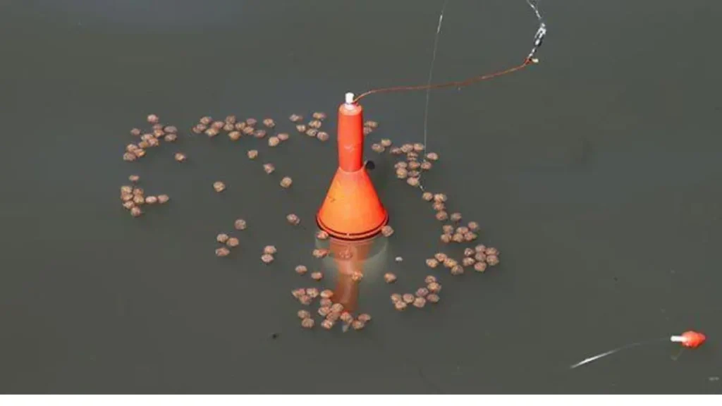 O que é ceva na pesca?