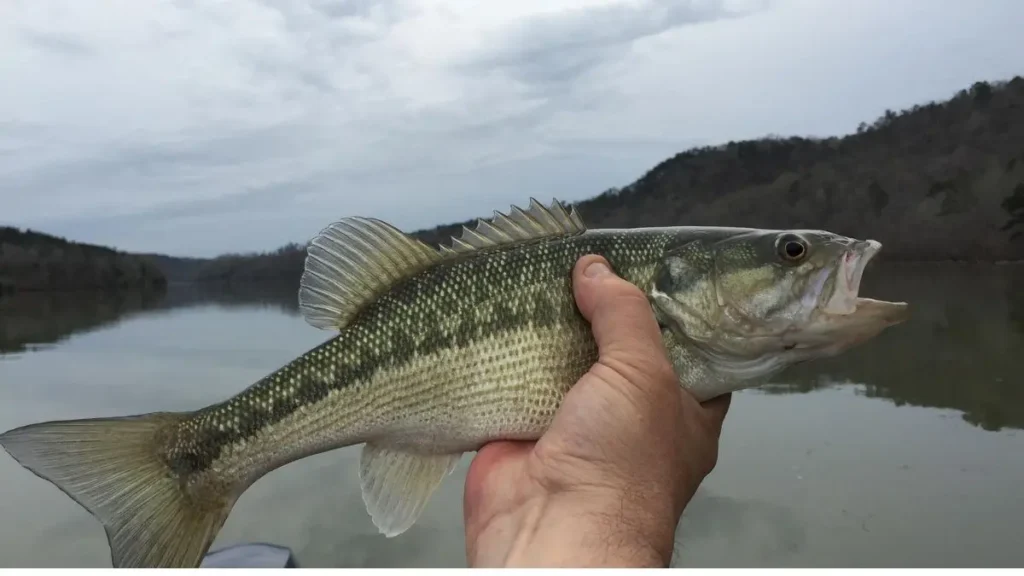 Como capturar peixes manhosos em dias de pouca atividade com mais eficiência? 2 Como capturar peixes manhosos em dias de pouca atividade