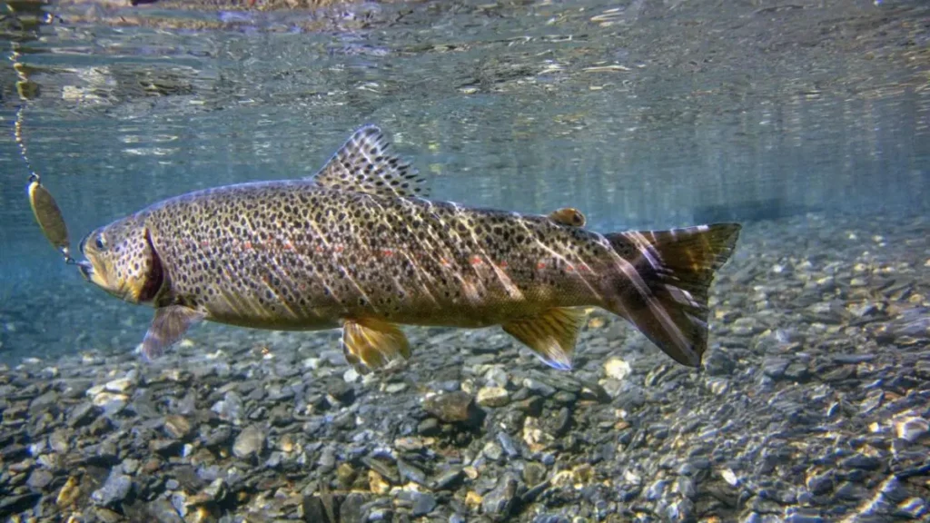 Onde pescar trutas grandes no Brasil: melhores destinos e dicas. 4 Truta atacando uma isca artificial durante a pesca esportiva em águas frias, destacando o comportamento agressivo da espécie.