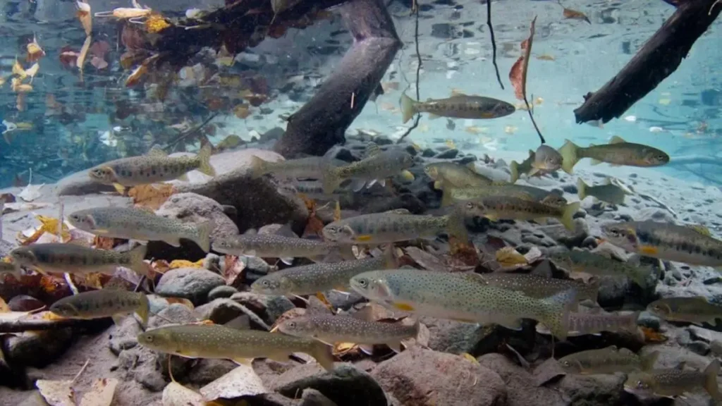 Onde pescar trutas grandes no Brasil: melhores destinos e dicas. 3 Truta em seu habitat natural, nadando em águas frias, limpas e cristalinas de região serrana brasileira.