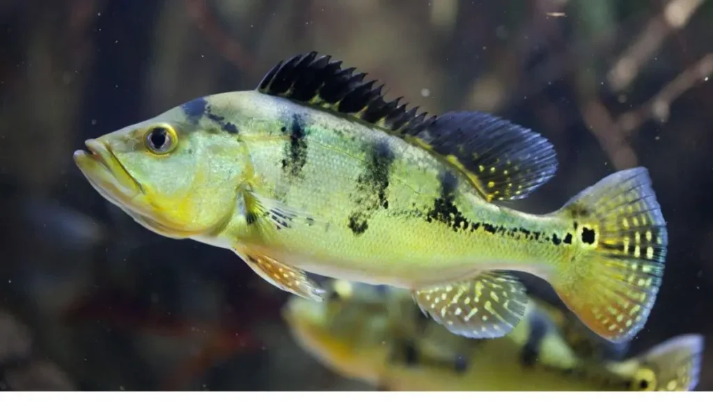 Tucunaré azul, açu e amarelo: diferenças na pesca e captura. 3 Grande exemplar de tucunaré açu em rio amazônico