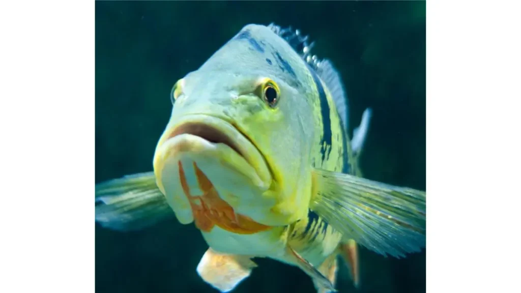 Tucunaré com protuberância na cabeça: o que isso significa? Descubra. 3 Giba frontal característica de um tucunaré macho adulto.