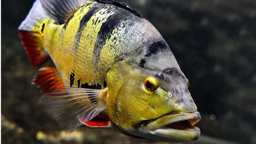 Tucunaré (Cichla ocellaris) em ambiente natural de água doce.