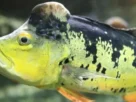 • Tucunaré-açu macho com protuberância natural na cabeça em rio amazônico.