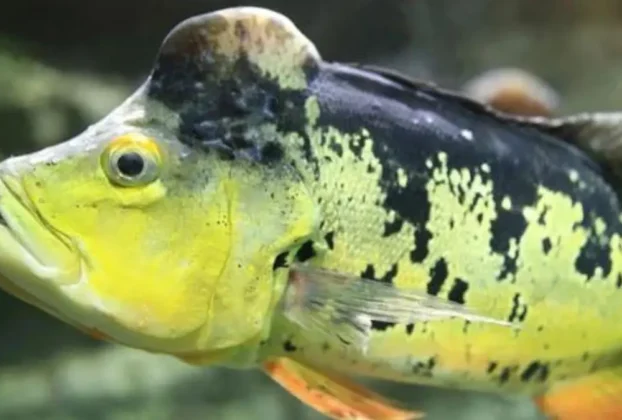 • Tucunaré-açu macho com protuberância natural na cabeça em rio amazônico.