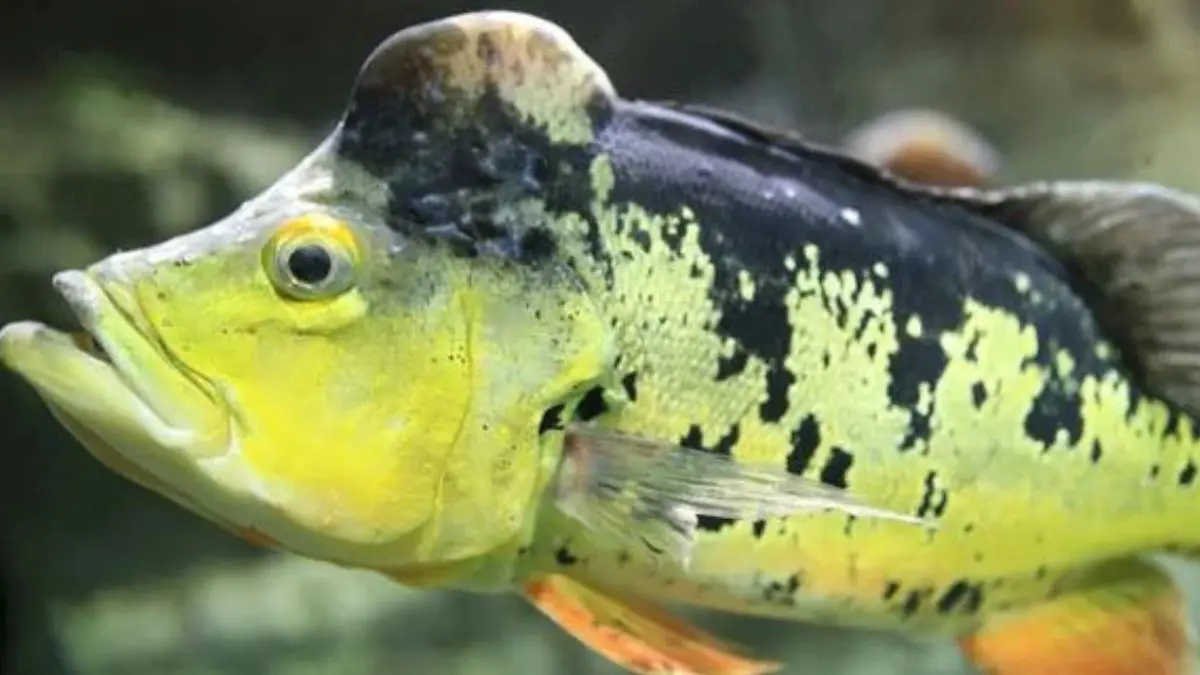 Tucunaré com protuberância na cabeça: o que isso significa? Descubra. 1 • Tucunaré-açu macho com protuberância natural na cabeça em rio amazônico.