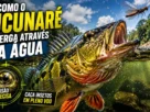 Tucunaré atacando um inseto próximo à superfície da água.