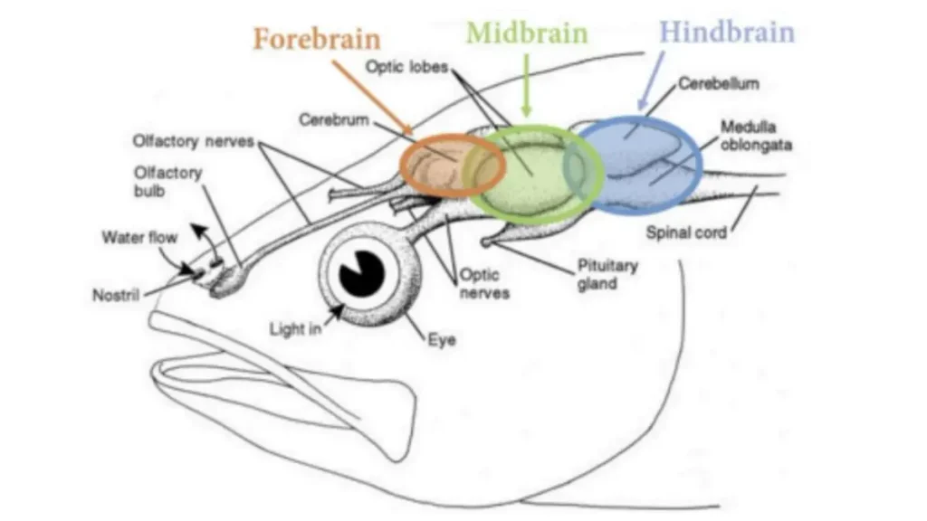 Anatomia do cérebro de um peixe utilizada em pesquisas neurobiológicas. 