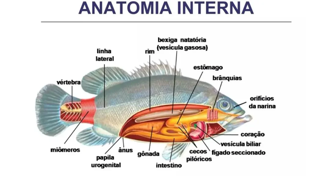 Biologia e a ciência dos peixes de água doce. 2 Anatomia de peixe de água doce mostrando órgãos internos, brânquias, nadadeiras e principais estruturas.