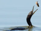Ave atacando peixe na superfície da água como sinal da presença de cardumes e peixes predadores.