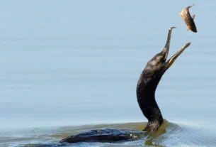 Ave atacando peixe na superfície da água como sinal da presença de cardumes e peixes predadores.