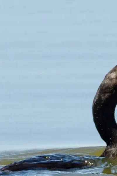 Ave atacando peixe na superfície da água como sinal da presença de cardumes e peixes predadores.