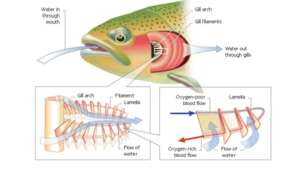 Biologia e a ciência dos peixes de água doce. 3 Brânquias de peixe de água doce responsáveis pela absorção de oxigênio da água.