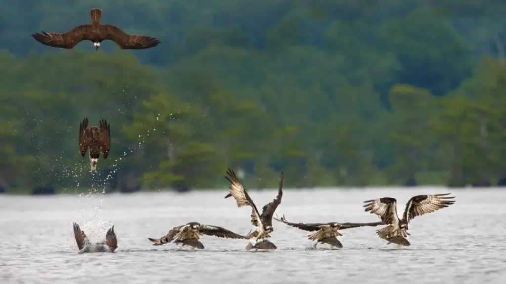 Cardume de pequenos peixes perseguido por predadores, enquanto aves acompanham a movimentação na superfície.