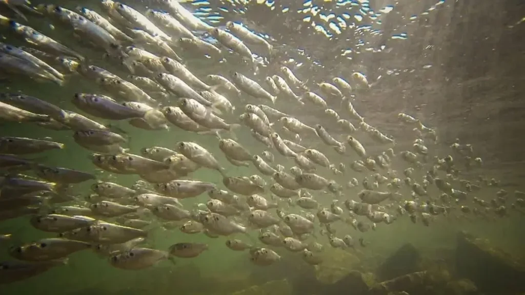 Peixes forrageiros.