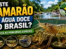 Camarão de água doce brasileiro em ambiente natural.