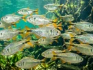 Cardume de peixes forrageiros em ambiente de água doce.