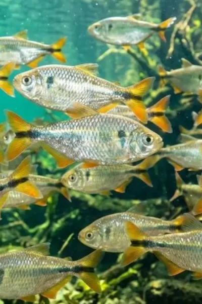 Cardume de peixes forrageiros em ambiente de água doce.