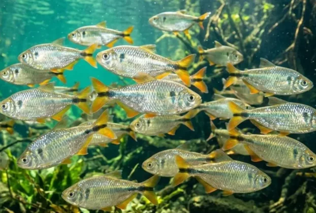 Cardume de peixes forrageiros em ambiente de água doce.