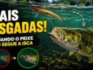 Tucunaré acompanhando uma isca artificial na água antes do ataque, comportamento comum de peixes predadores durante a pesca esportiva.
