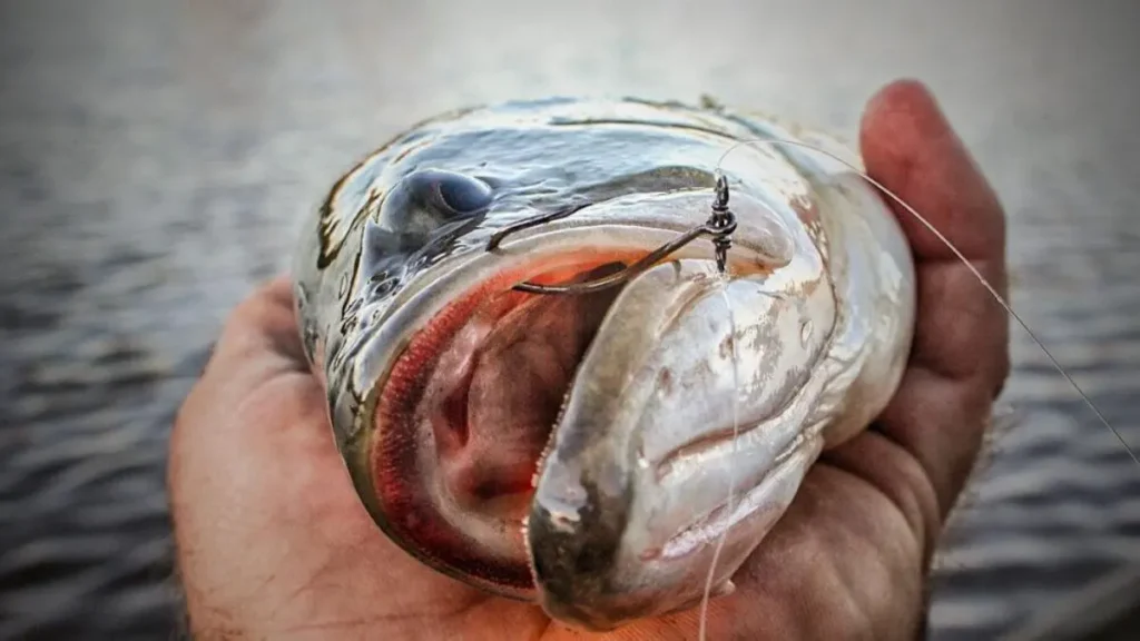 Peixe ferrado com anzol bem posicionado na boca.