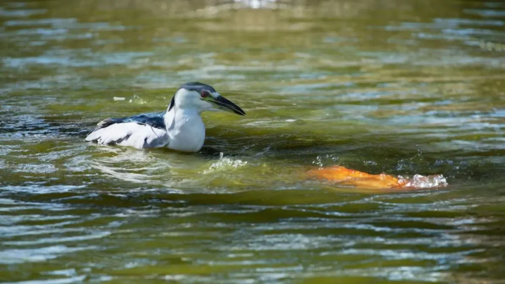 O que os pássaros revelam sobre cardumes e peixes predadores.