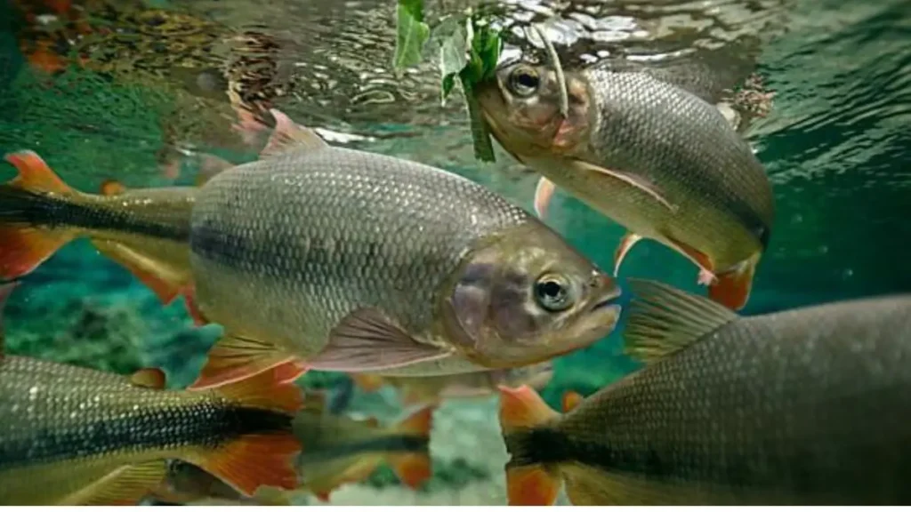 Piraputanga em ambiente preservado com mata ciliar.