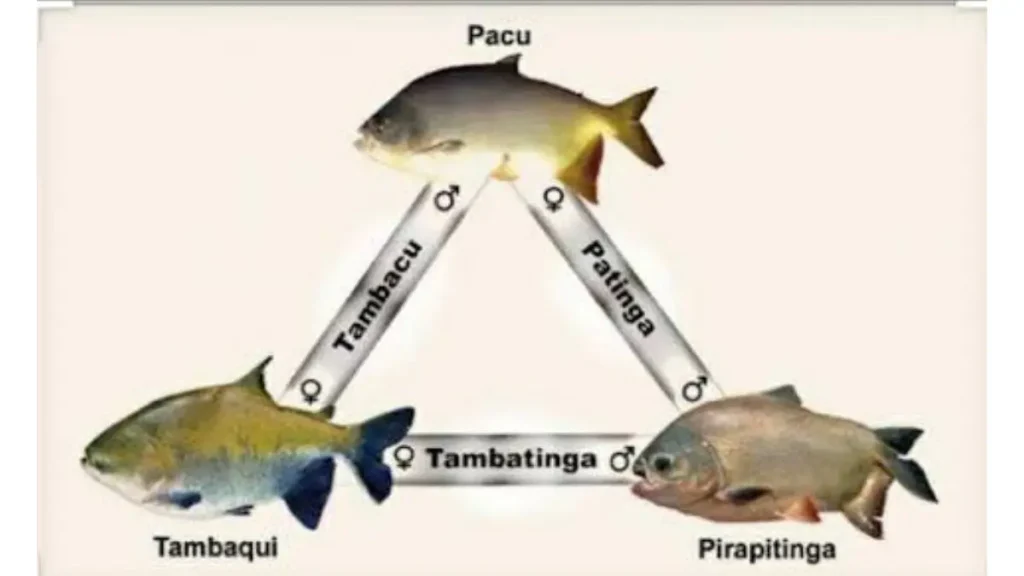 Comparação entre peixes híbridos brasileiros.