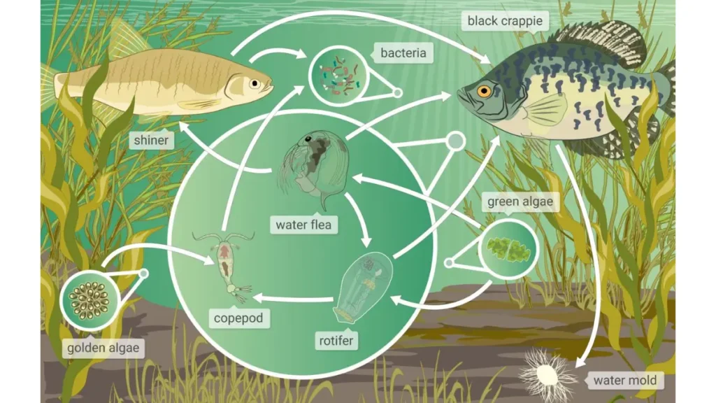 Diagrama da cadeia alimentar em ecossistema de água doce. 