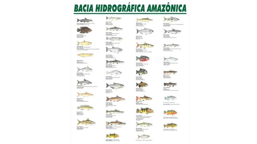 Bacias hidrográficas do Brasil: conheça as principais e os melhores peixes. 2 Bacias hidrográficas do Brasil.