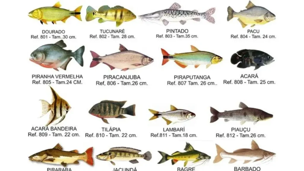 Representação dos principais peixes esportivos associados a remansos, corredeiras e canais naturais.