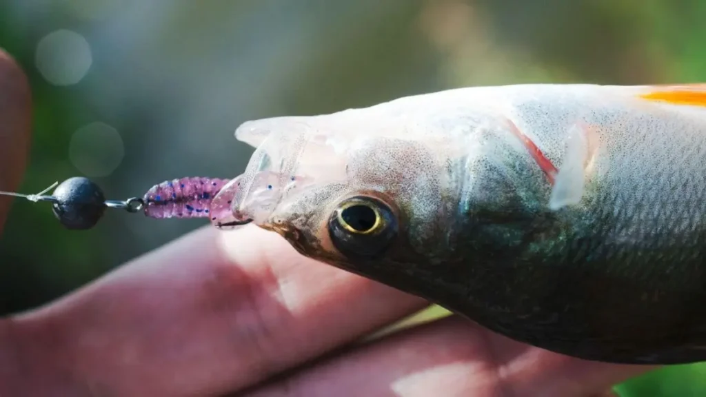 Fisgada de peixe com isca artificial e isca natural.