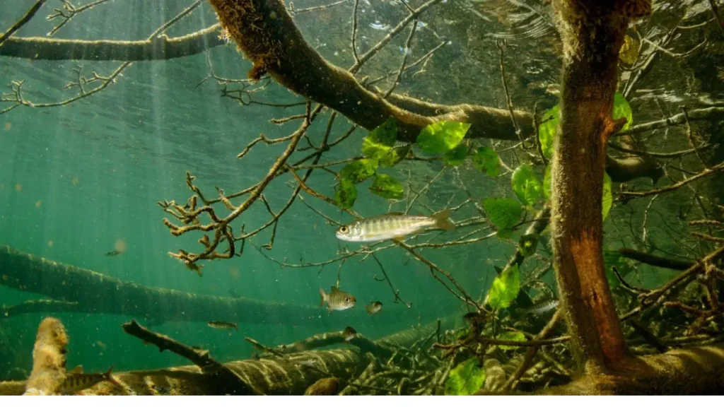 Como evitar enrosco na pesca em galhadas e estruturas fácil. 2 Como evitar enrosco na pesca em galhadas e estruturas.