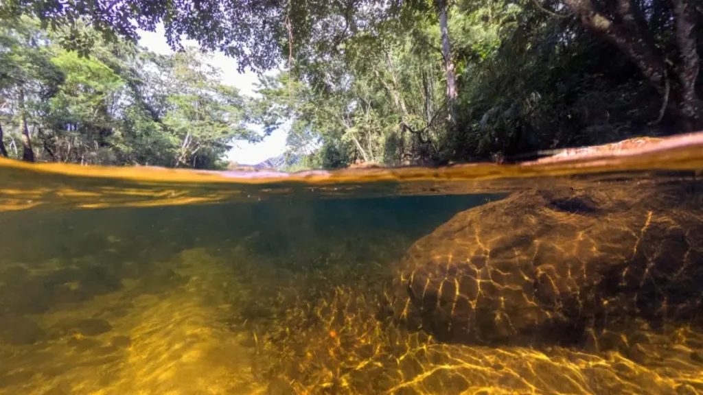 Ambiente natural utilizado por camarões dulcícolas brasileiros. 