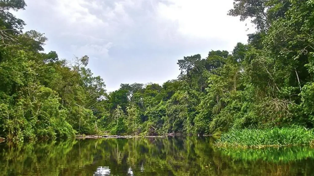 Trairão na Amazônia: equipamentos e técnicas para mais capturas. 2 Trairão na Amazônia.
