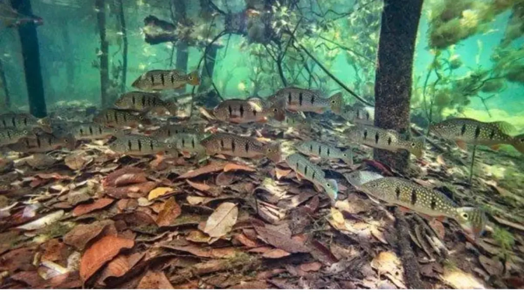 Tucunaré, rei da Amazônia: guia completo para fisgar. 4 Habitat do tucunaré em galhadas, estruturas e margens de rios e lagos amazônicos.