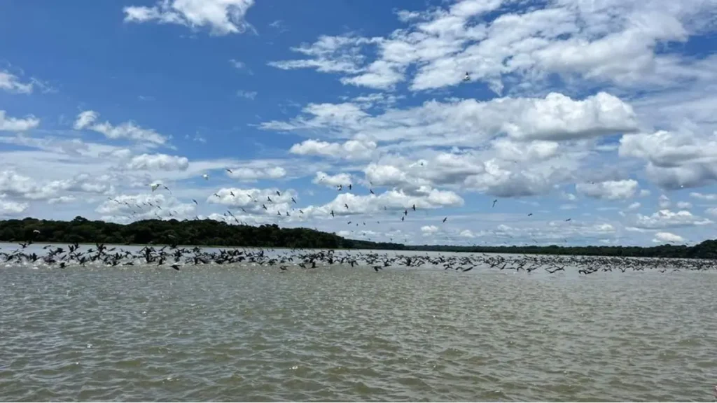 Movimentação de aves e pequenos peixes próximos a estruturas naturais em uma represa brasileira.