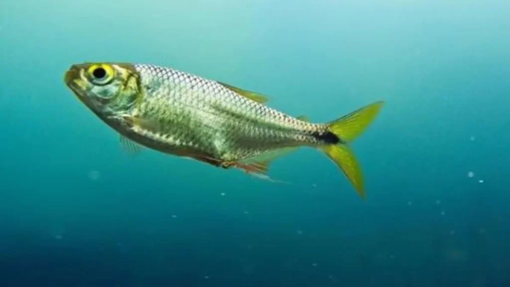Lambari, principal alimento de diversos peixes predadores.