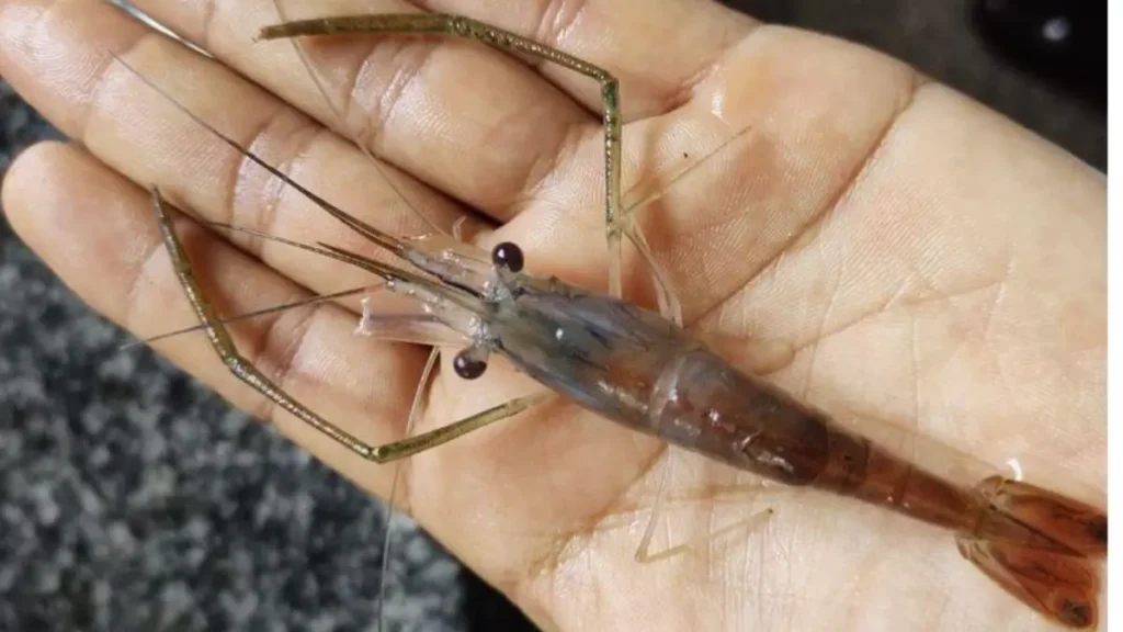 Exemplar de Macrobrachium amazonicum em rio brasileiro. 