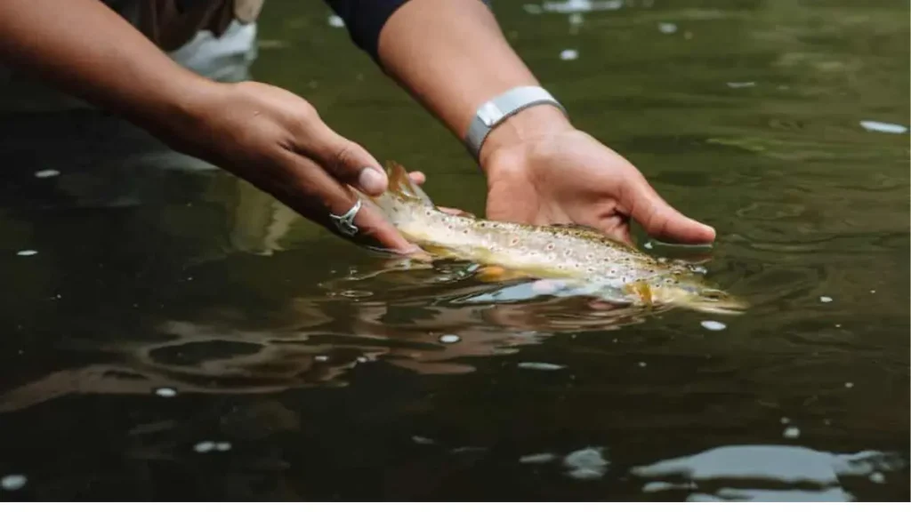 Manejo correto de peixe durante a prática do pesque e solte. 