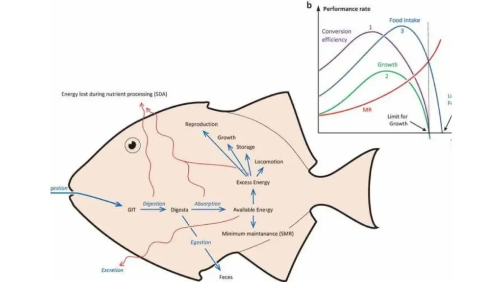 Como a temperatura da água influencia o metabolismo dos peixes?