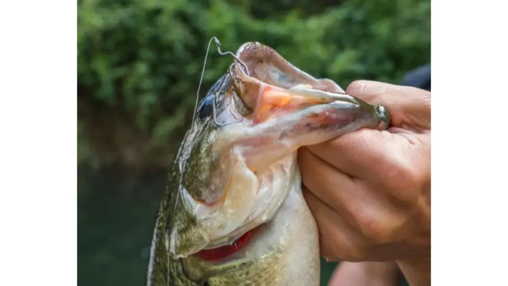 Momento certo da fisgada conforme a espécie de peixe.
