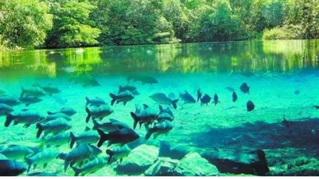 Ambiente aquático brasileiro representando os impactos das mudanças climáticas sobre os peixes.
