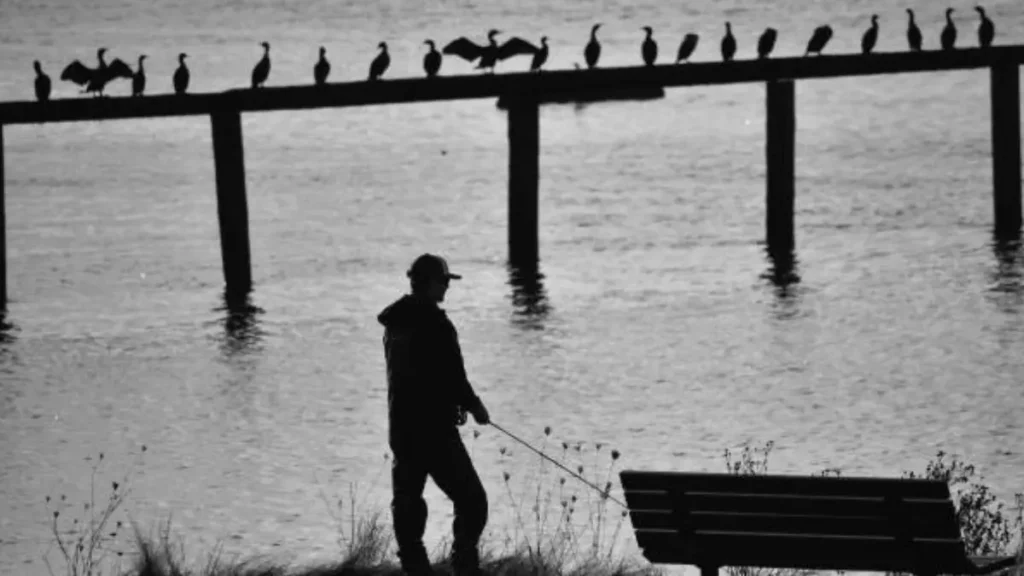 Pescador observando aves sobre uma represa para identificar cardumes e áreas de alimentação de peixes predadores.