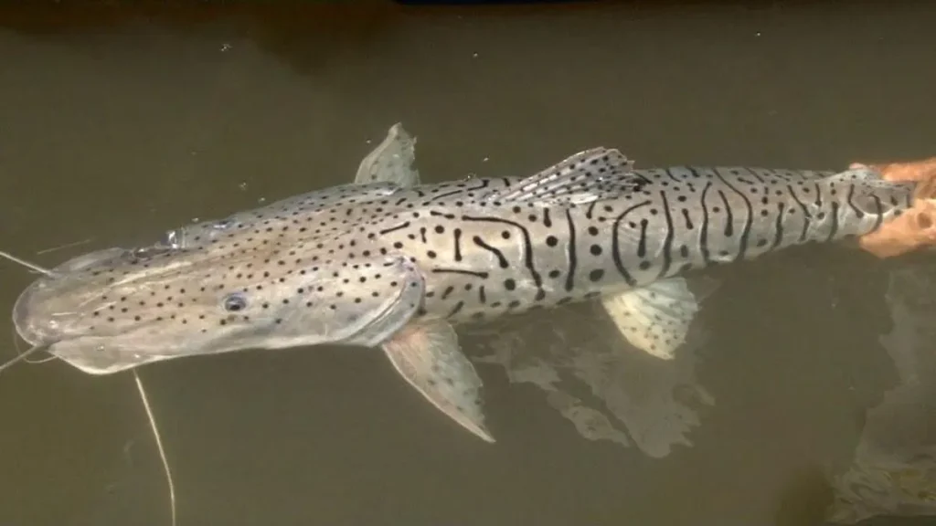 Peixe cachara.