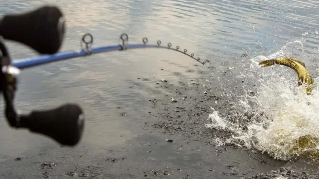 Como ferrar o peixe no momento certo.