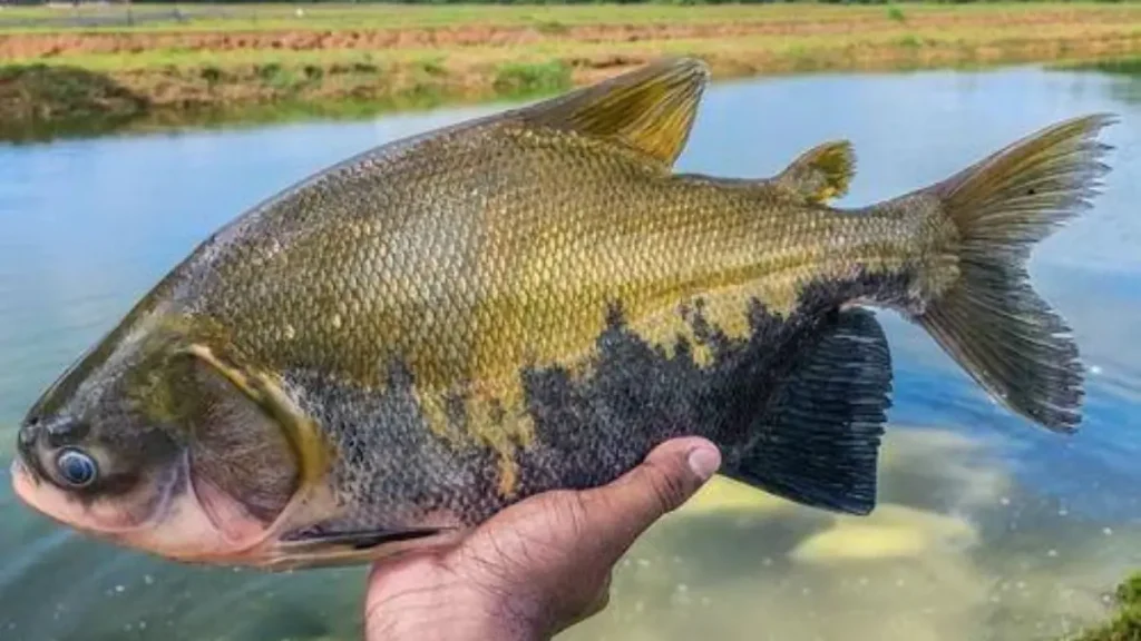 Híbrido de peixe redondo utilizado em pesqueiros esportivos. 