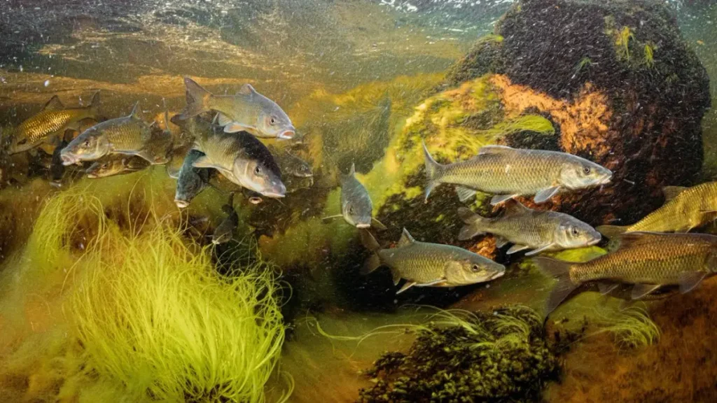 Biologia e a ciência dos peixes de água doce. 6 Biologia e a ciência dos peixes de água doce.