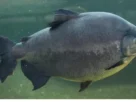 Peixe redondo de água doce encontrado no Brasil.
