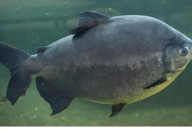 Peixe redondo de água doce encontrado no Brasil.